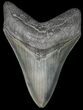 Beautiful, Serrated, Megalodon Tooth - Georgia #45992-1